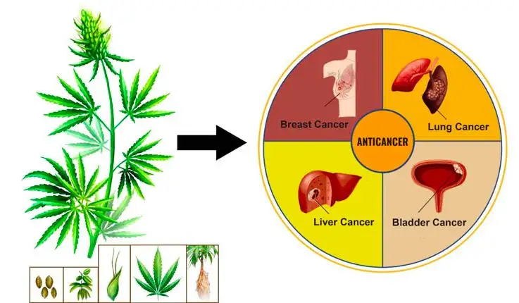 Marijuana and Liver Cancer: What Science Says About Risks, Benefits, and Patient Outcomes