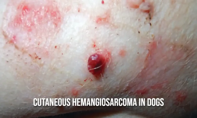 Cutaneous Hemangiosarcoma in Dogs