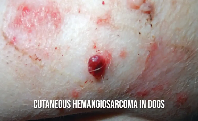 Cutaneous Hemangiosarcoma in Dogs