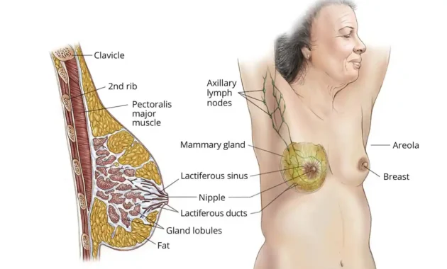 Is Stage 3 Breast Cancer Curable