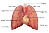 Lung Cancer ICD 10 Code