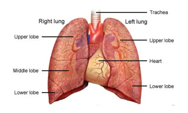 Lung Cancer ICD 10 Code