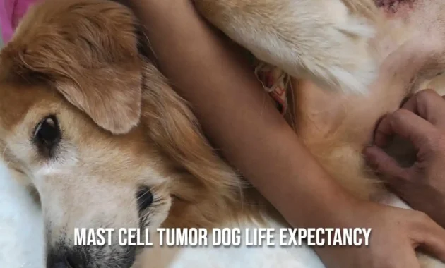 Mast Cell Tumor Dog Life Expectancy