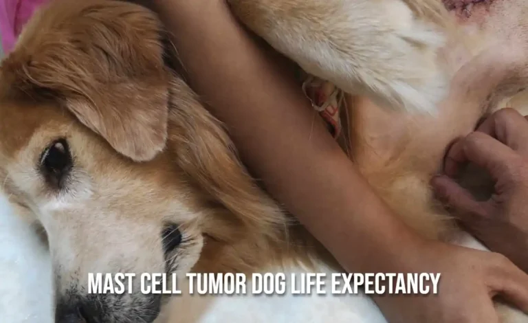 Mast Cell Tumor Dog Life Expectancy