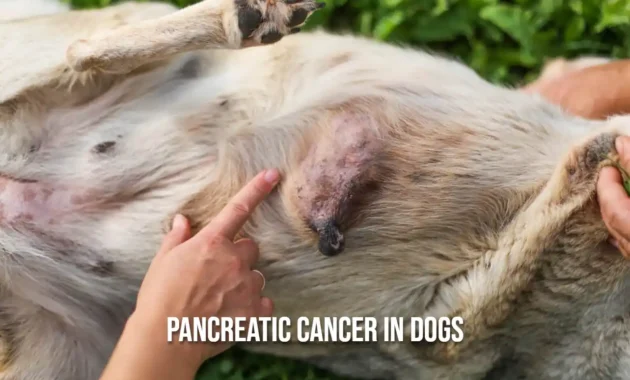 Pancreatic Cancer in Dogs