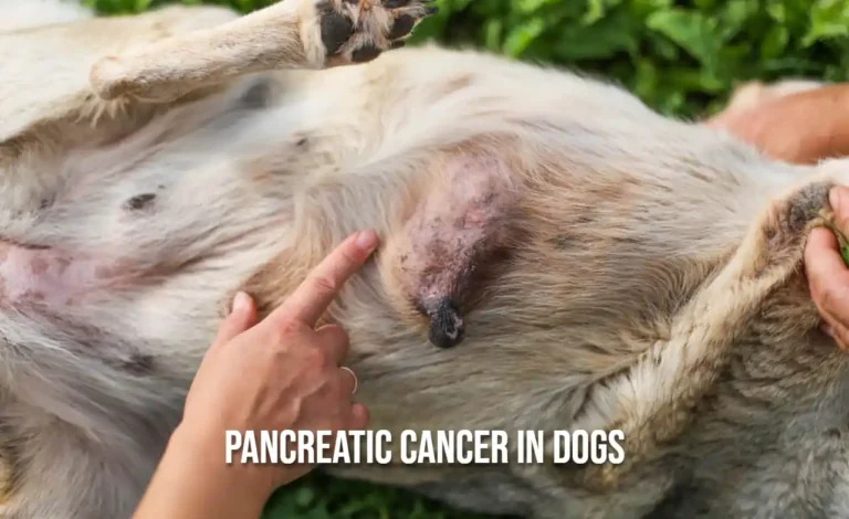Pancreatic Cancer in Dogs