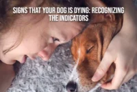 Signs That Your Dog is Dying