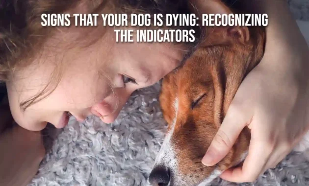 Signs That Your Dog is Dying