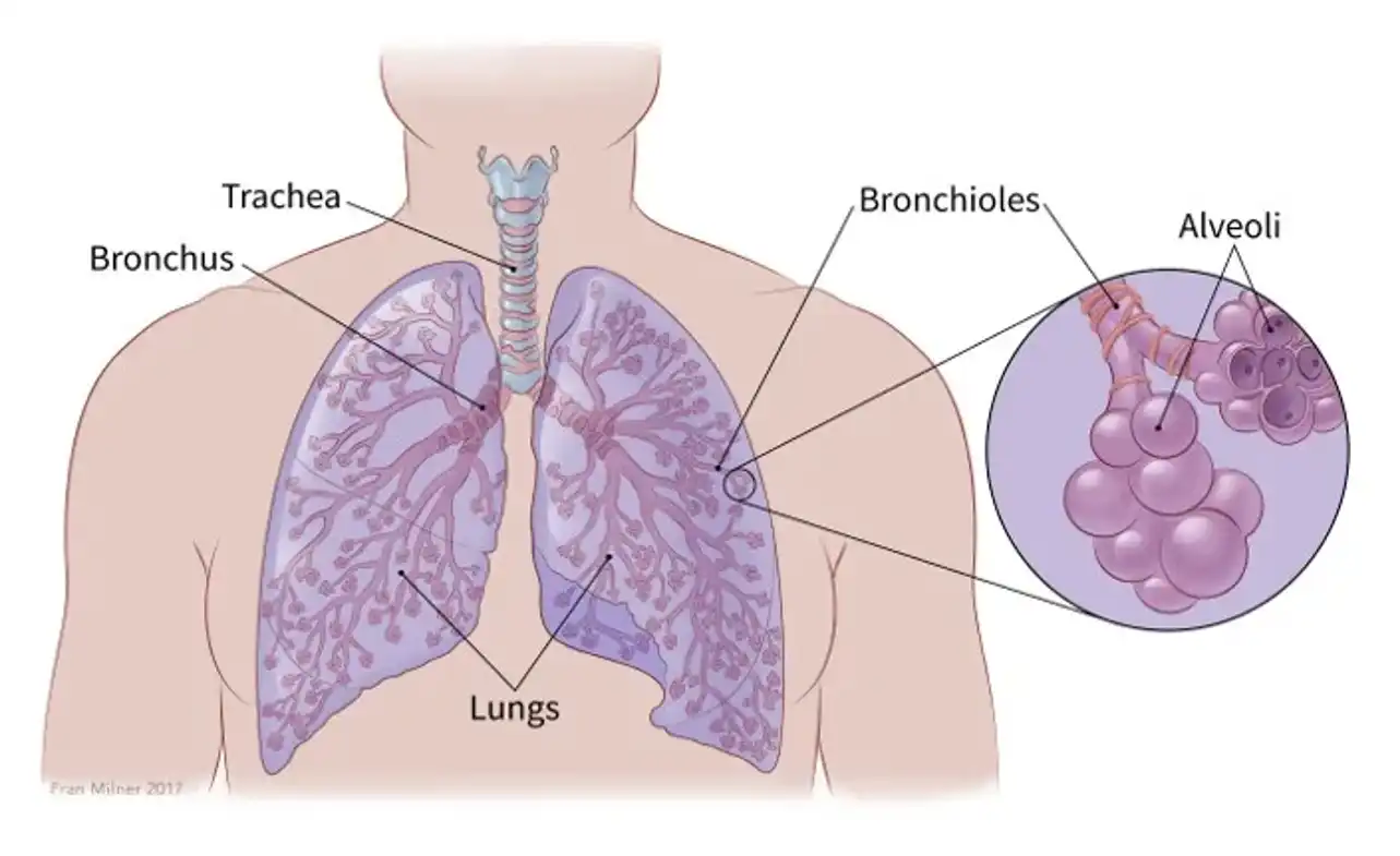 Best Treatment for Small Cell Lung Cancer