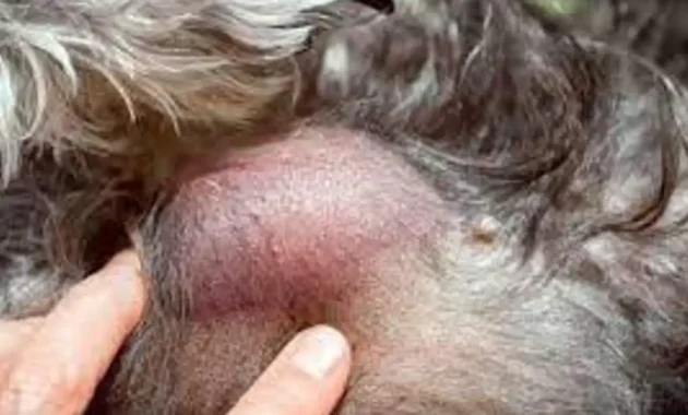 Schnauzer Cancer