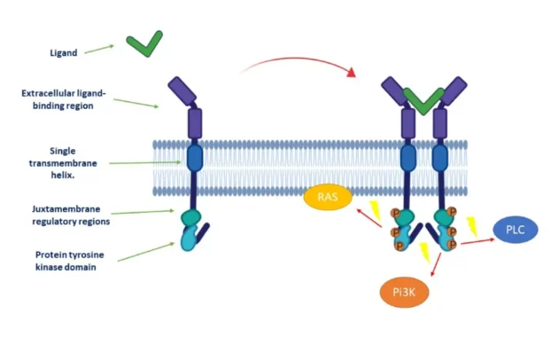 Tyrosine Kinase Cancer