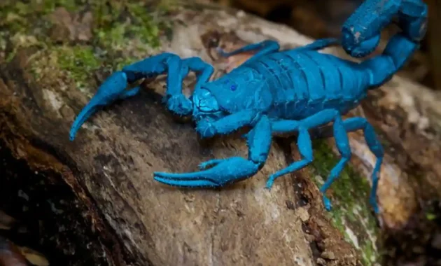 Blue Scorpion Venom Cancer Treatment