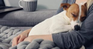 Prostate Cancer in Dogs Life Expect