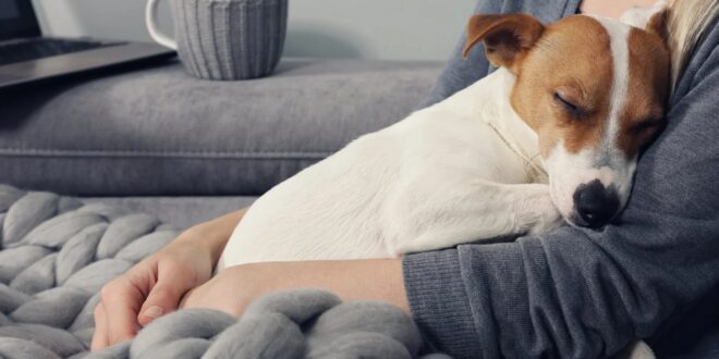 Prostate Cancer in Dogs Life Expect